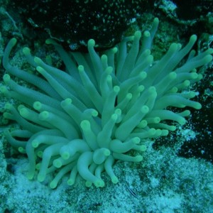 Anenome3