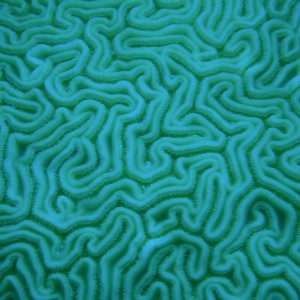 Brain_Coral