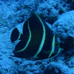 Juvenile_Angelfish