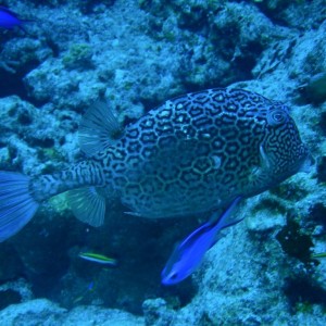 Honeycomb_Cowfish