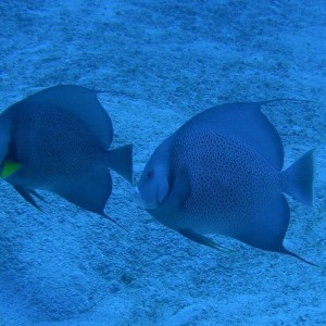 Gray_Angelfish