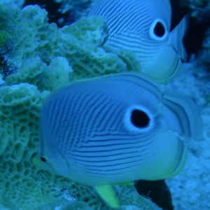 Foureye_Butterflyfish