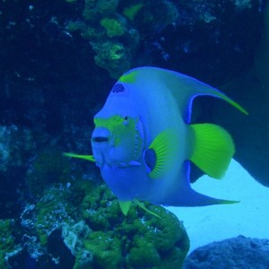 QueenAngelfish3