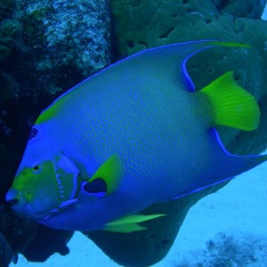 QueenAngelfish4