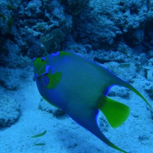 QueenAngelfish2