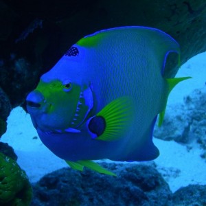 QueenAngelfish5