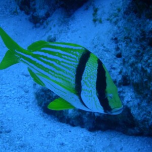 Porkfish