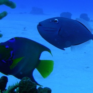 Sargassum_Triggerfish2