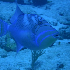 QueenTriggerfish