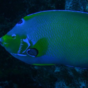 QueenAngelfish