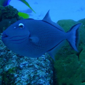 Sargassum_Triggerfish