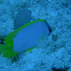 Spotfin_Butterflyfish