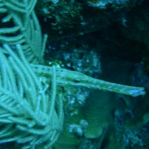 Trumpetfish