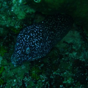 Spotted_Moray