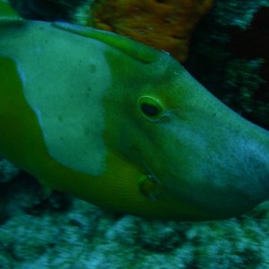 Whitespotted_filefish