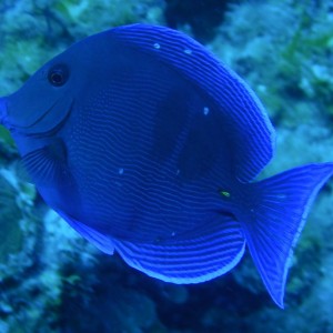 Blue_Tang