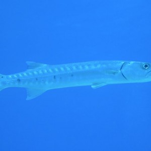 Baracuda