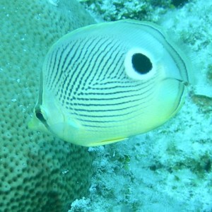 Foureye_Butterflyfish