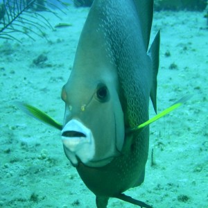 French_Angelfish