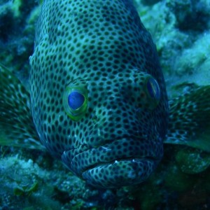 Grouper