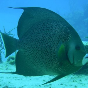 Grey_Angelfish2