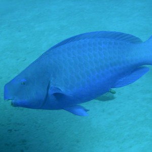 Parrotfish