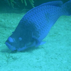 Midnight_Parrotfish