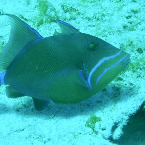 Queen_Triggerfish