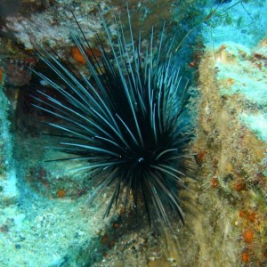 Sea_Urchin