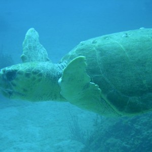 Sea_Turtle2