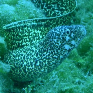 Spotted_Moray2