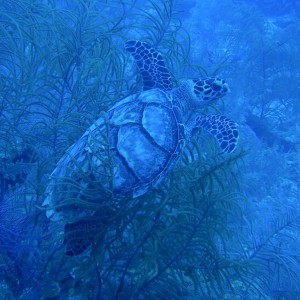 Sea_Turtle