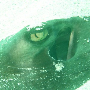 Stingray_eye