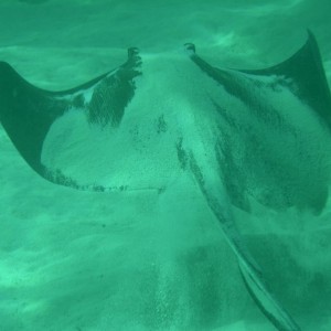 stingray3