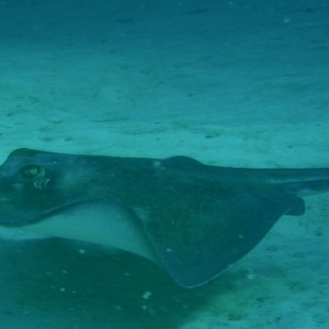 stingray2