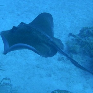 Stingray