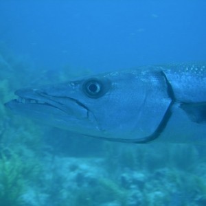 Baracuda