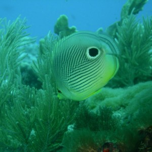 Foureye_Butterflyfish_2