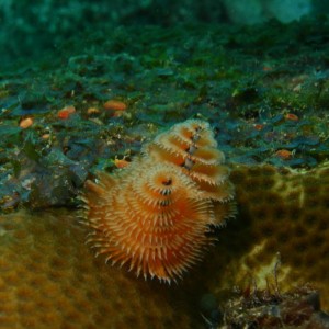 Christmas_Tree_Worm