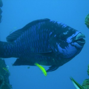 Midnight_Parrotfish