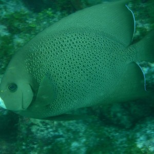 Grey_Angelfish