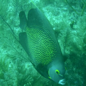 French_Angelfish