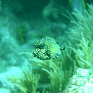 Juvenile_Smooth_Trunkfish