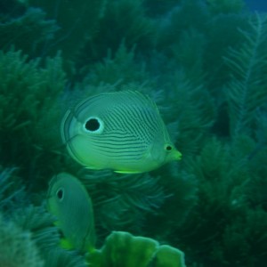 Foureye_Butterflyfish