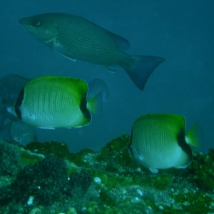 Reef_Butterflyfish