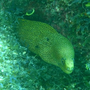 moray