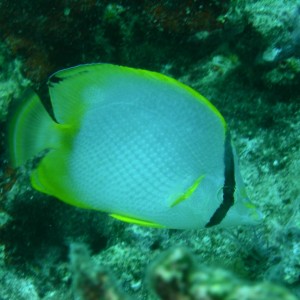 Spotfin_Butterflyfish_2