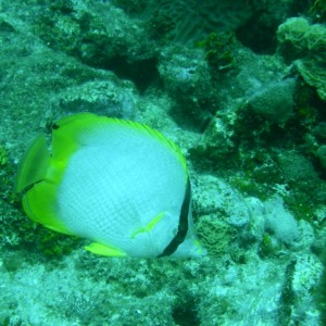 Spotfin_Butterflyfish_3