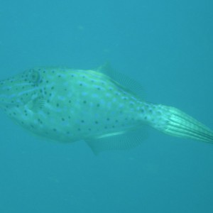 scrawled_filefish