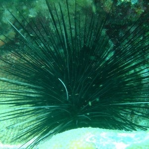 Sea_Urchin